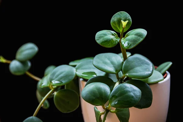 Peperomia Tetraphylla Hope Kara Arka Planda Bitki Örtüsünü Takip Ediyor — Stok fotoğraf