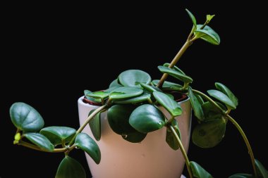 Peperomia tetraphylla 