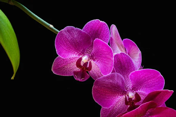 Close Beautiful Magenta Flowers Moth Orchid Phalaenopsis Orchid Black Background — Stock Photo, Image