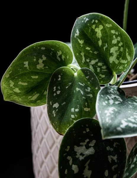 Close Fuzzy Leaves Satin Pothos Houseplant White Pot Dark Background — Stock Photo, Image
