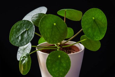 Çin para santraline (pilea peperomioides) yakın plan çekimleri çekici yeşil rosetler oluşturur. Karanlık bir arka planda grev yapan ev bitkisi.