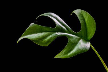 Siyah arka planda bir Rhaphidophora tetrasperma (canavar minima) yaprağına yakın plan. Egzotik soyut ev bitkisi detayı.