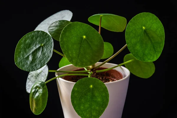 Низькоклавішна Кладка Китайському Грошовому Заводі Pilea Peperomioides Утворює Привабливі Зелені — стокове фото