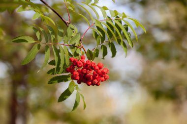 Kırmızı rowan sonbahar arka plan