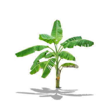 Beyaz arkaplanda izole edilmiş muz ağacı