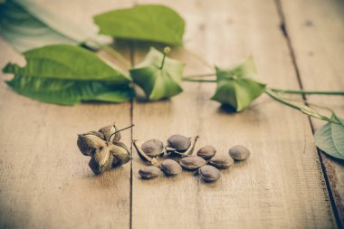 kurutulmuş kapsül Sacha InChI fıstıkla ahşap meyvesi tohumu 