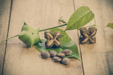 kurutulmuş kapsül Sacha InChI fıstıkla ahşap meyvesi tohumu 