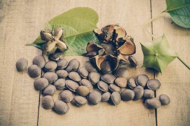 kurutulmuş kapsül Sacha InChI fıstıkla ahşap meyvesi tohumu 