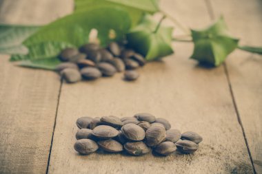 kurutulmuş kapsül Sacha InChI fıstıkla ahşap meyvesi tohumu 