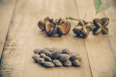 kurutulmuş kapsül Sacha InChI fıstıkla ahşap meyvesi tohumu 