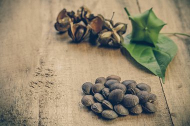 kurutulmuş kapsül Sacha InChI fıstıkla ahşap meyvesi tohumu 