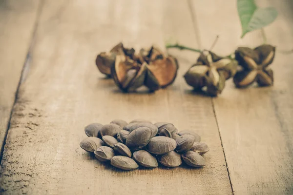 kurutulmuş kapsül Sacha InChI fıstıkla ahşap meyvesi tohumu 