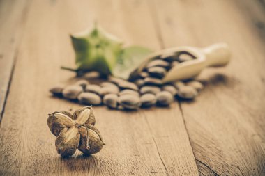 kurutulmuş kapsül Sacha InChI fıstıkla ahşap meyvesi tohumu 