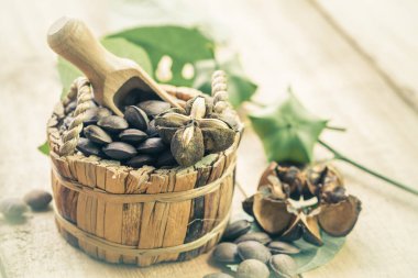 kurutulmuş kapsül Sacha InChI fıstık sepeti meyve tohumları