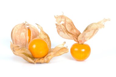 Böğürtlen Burnu, beyaz arka planda izole edilmiş bitki örtüsü.