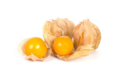 Böğürtlen Burnu, beyaz arka planda izole edilmiş bitki örtüsü.