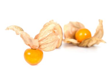 Böğürtlen Burnu, beyaz arka planda izole edilmiş bitki örtüsü.