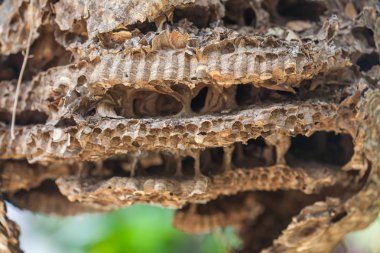eski eşekarısı yuvası. Eşekarısı bir cl alınır bir aile yuvası