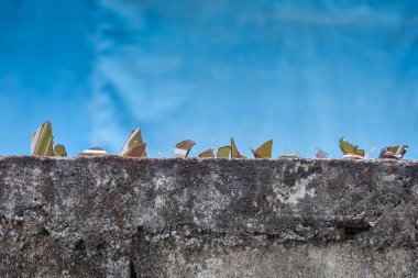 kırık cam üzerinde korumak için çit, çalıntı.