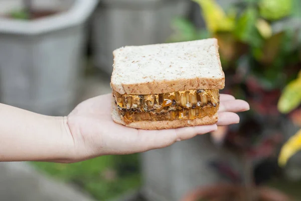 Bir sandviç petek tutan el — Stok fotoğraf