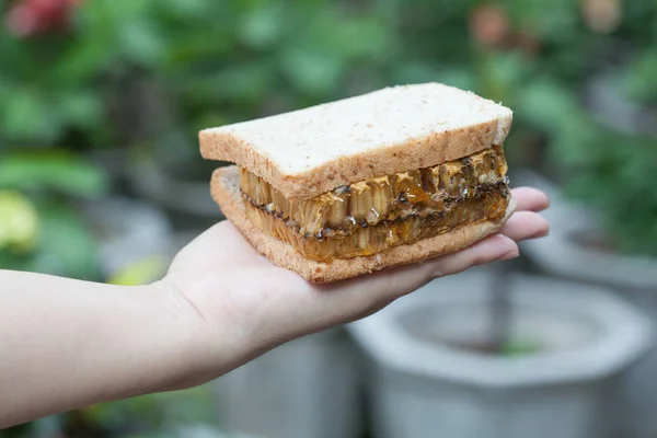 Kezében egy szendvics méhsejt — Stock Fotó