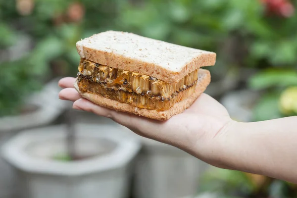 Bir sandviç petek tutan el — Stok fotoğraf