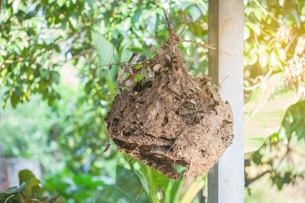 Viejo nido de avispa.El nido de una familia de avispas —  Fotos de Stock