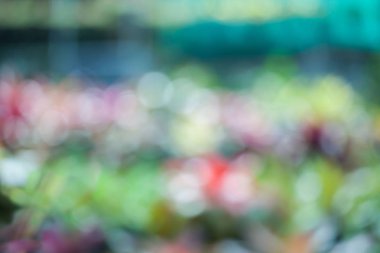 doğal Urn bitki, bir bahçe içinde tropikal bitki örtüsü