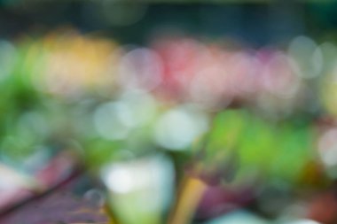 doğa bulanıklık ve yumuşak odak arka plan