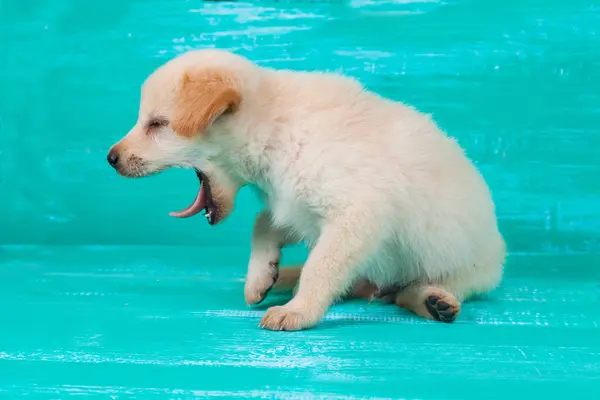 Pies Szczeniak Labrador na tle drewna — Zdjęcie stockowe