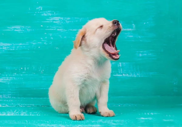 Pies Szczeniak Labrador na tle drewna — Zdjęcie stockowe