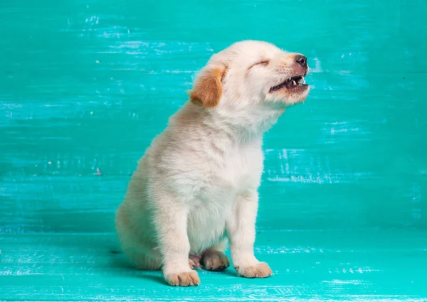 Pies Szczeniak Labrador na tle drewna — Zdjęcie stockowe