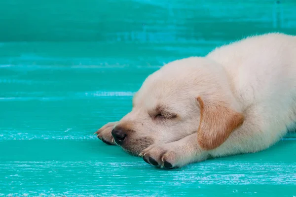 Pies Szczeniak Labrador na tle drewna — Zdjęcie stockowe