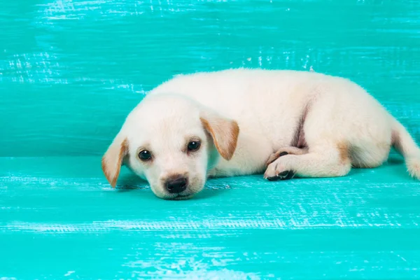 Pies Szczeniak Labrador na tle drewna — Zdjęcie stockowe