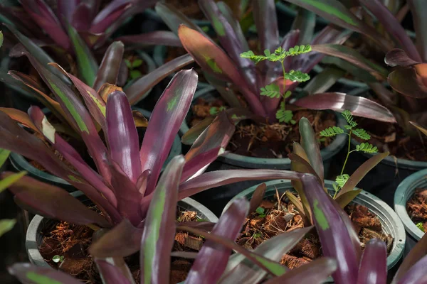 Planta de urna natural, folhagem tropical em um jardim — Fotografia de Stock