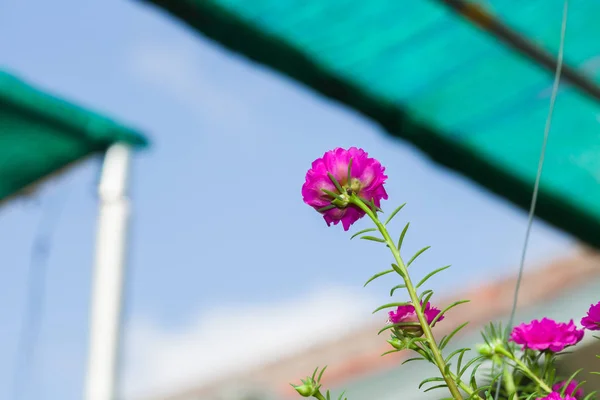 Flor de Portulaca ou Rosemoss — Fotografia de Stock