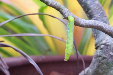 Yeşil solucan veya ağaç dalı tırtıl