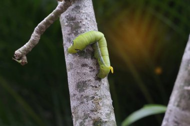 Yeşil solucan veya ağaç dalı tırtıl 