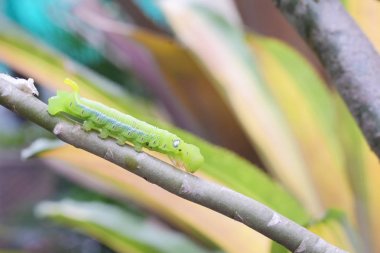 Yeşil solucan veya ağaç dalı tırtıl