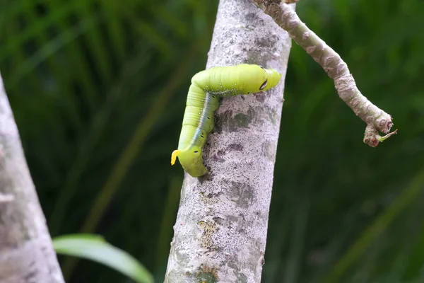 Gusano verde o oruga en rama de árbol — Foto de Stock