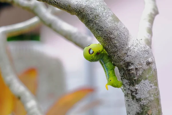 Zelená červ nebo housenka na větev stromu — Stock fotografie