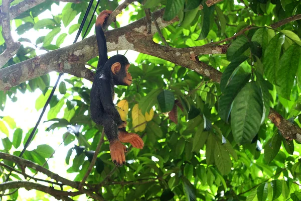 maymun oyuncak ormandaki