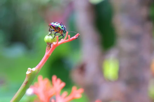 Lady bug on flower in garden — стоковое фото