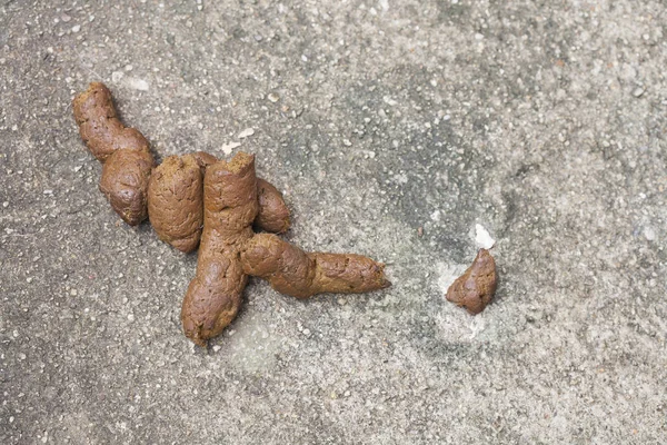 yolda köpek dışkı