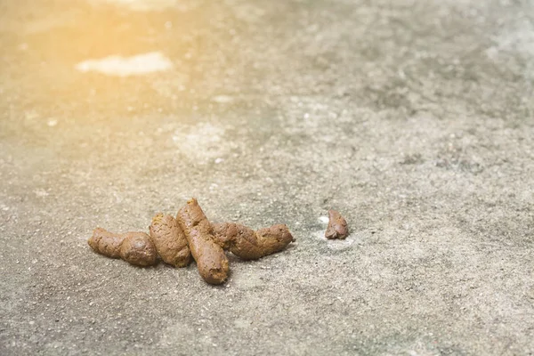 yolda köpek dışkı