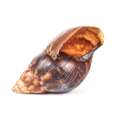 Beyaz arka plan üzerinde kabuk salyangoz