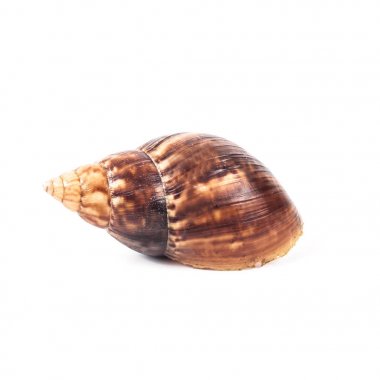 Beyaz arka plan üzerinde kabuk salyangoz