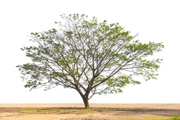 Sozinho grande árvore velha com chão em isolado — Fotografia de Stock
