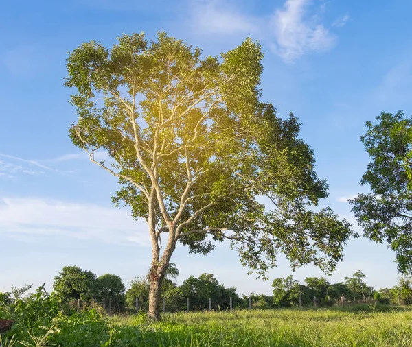 Sozinho grande árvore velha no quintal e céu azul — Fotografia de Stock