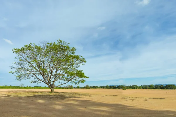 Sozinho grande árvore velha no quintal seco e céu azul — Fotografia de Stock